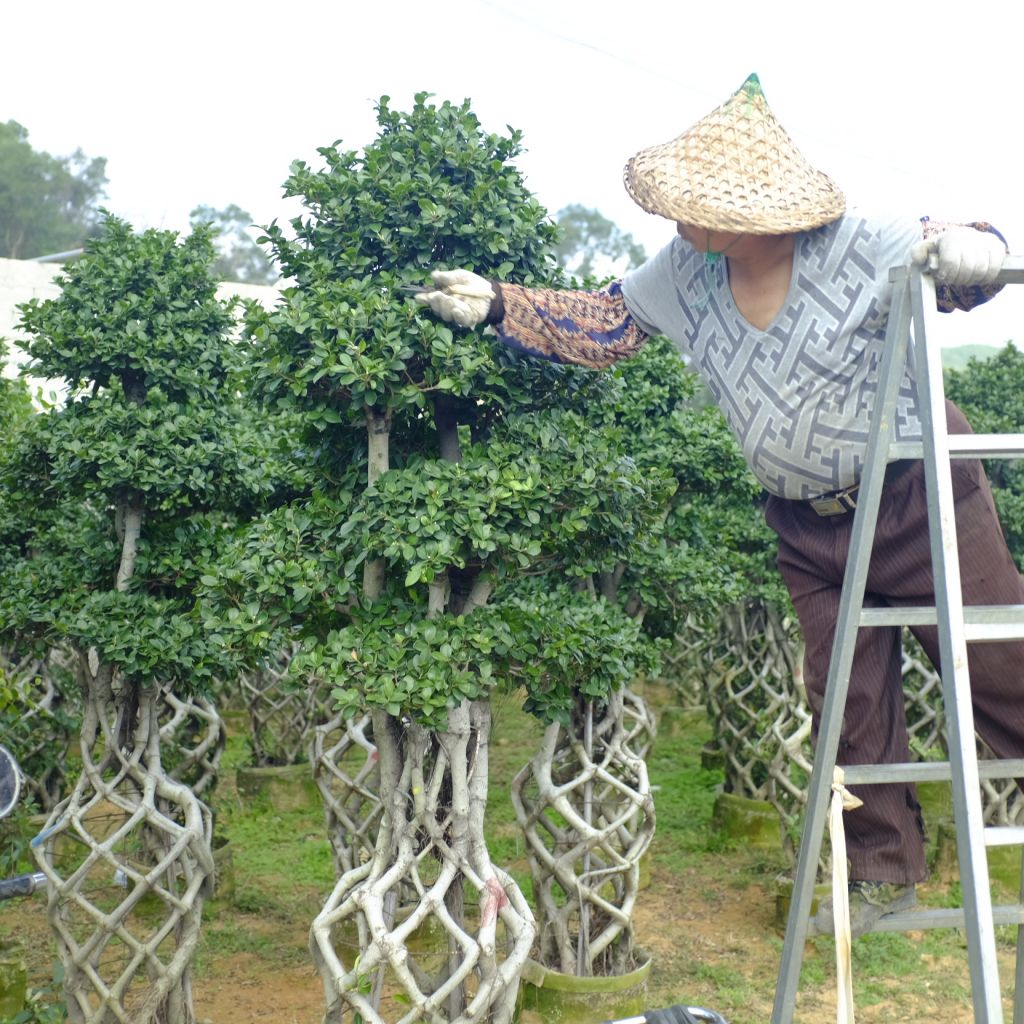 Ficus Bonsai