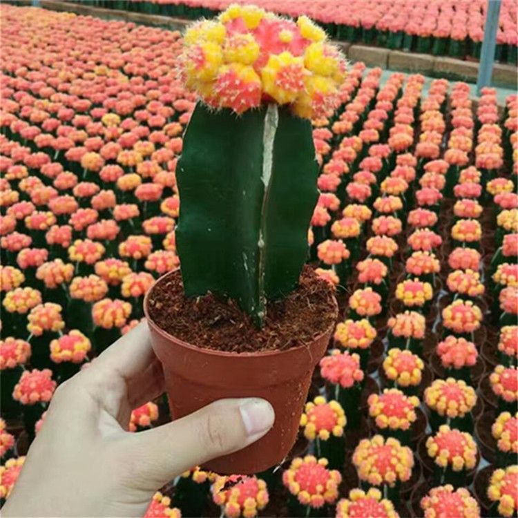 Indoor Mini Colourful Grafted Cactus