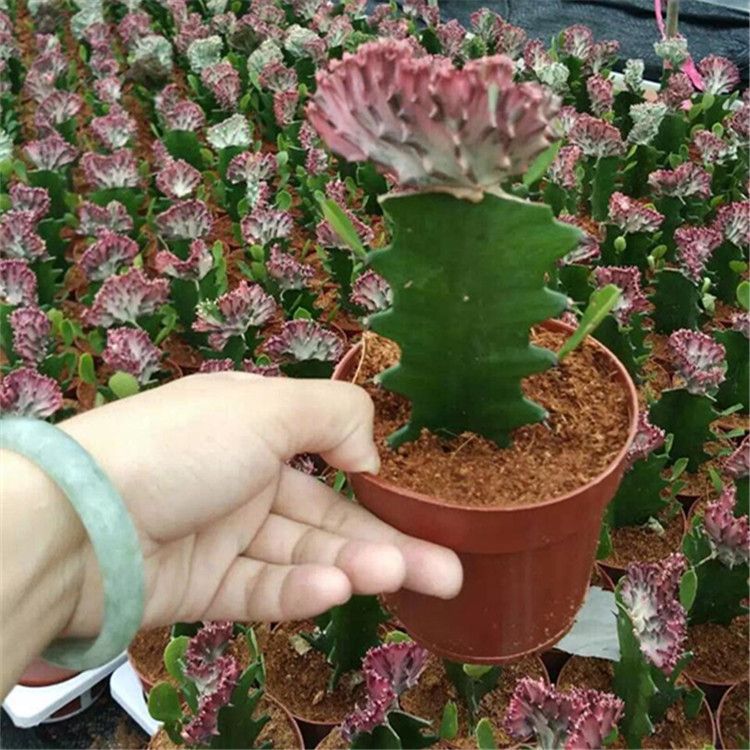 Indoor Mini Colourful Grafted Cactus