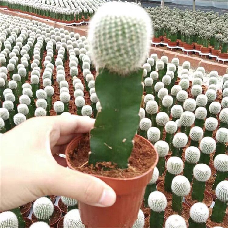 Indoor Mini Colourful Grafted Cactus