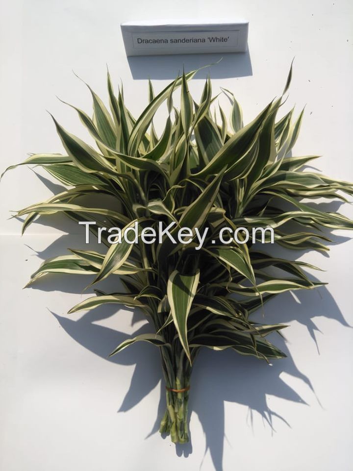 Dracena Sanderiana