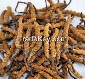 Ophiocordyceps sinensis, YARSHA GUMBA,  Yarcha-gumba