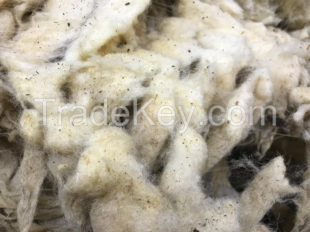 Greasy sheep wool