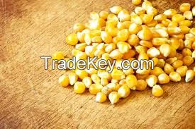 Corn