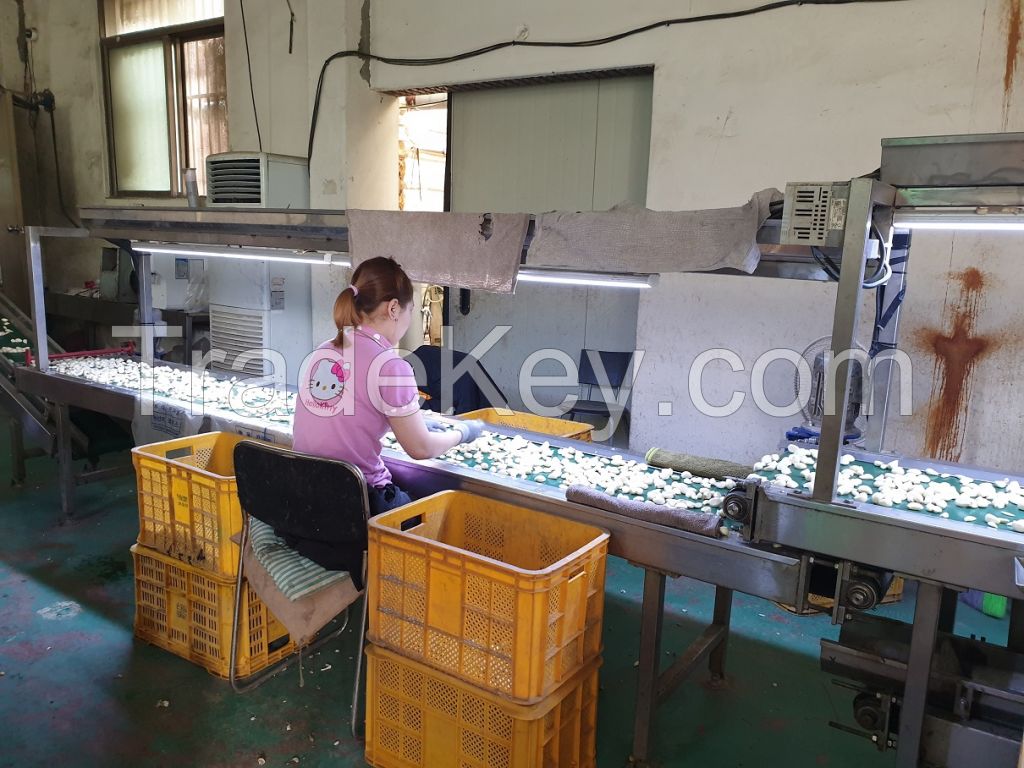 Automated Dry Garlic Peeling Machine - Premium System (With Root)