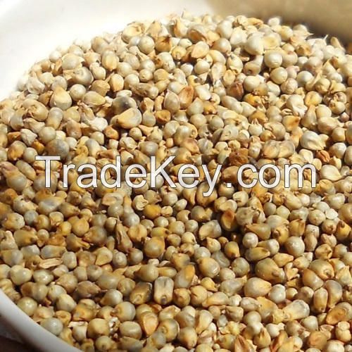 Indian Millet