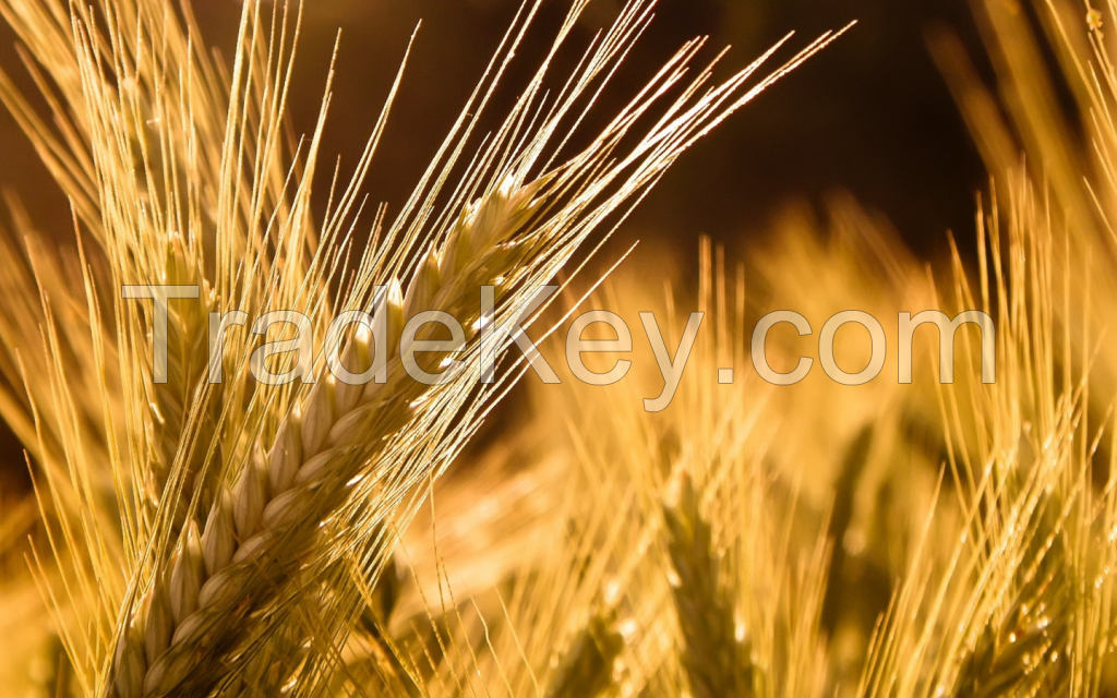 Wheat