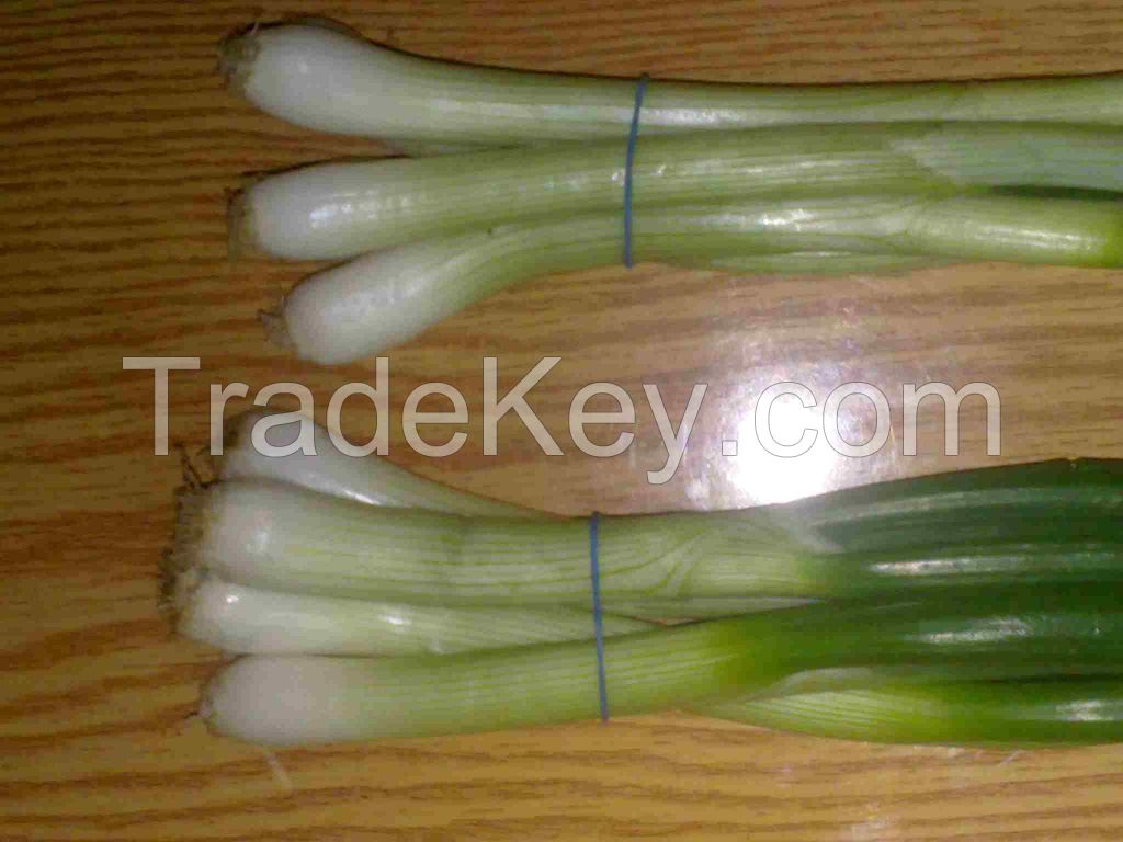 Fresh Spring Onion