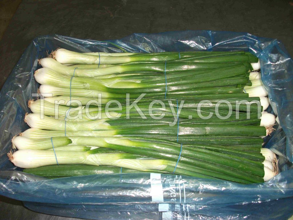 Fresh Spring Onion