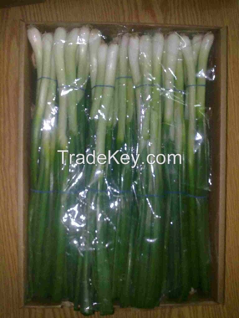 Fresh Spring Onion