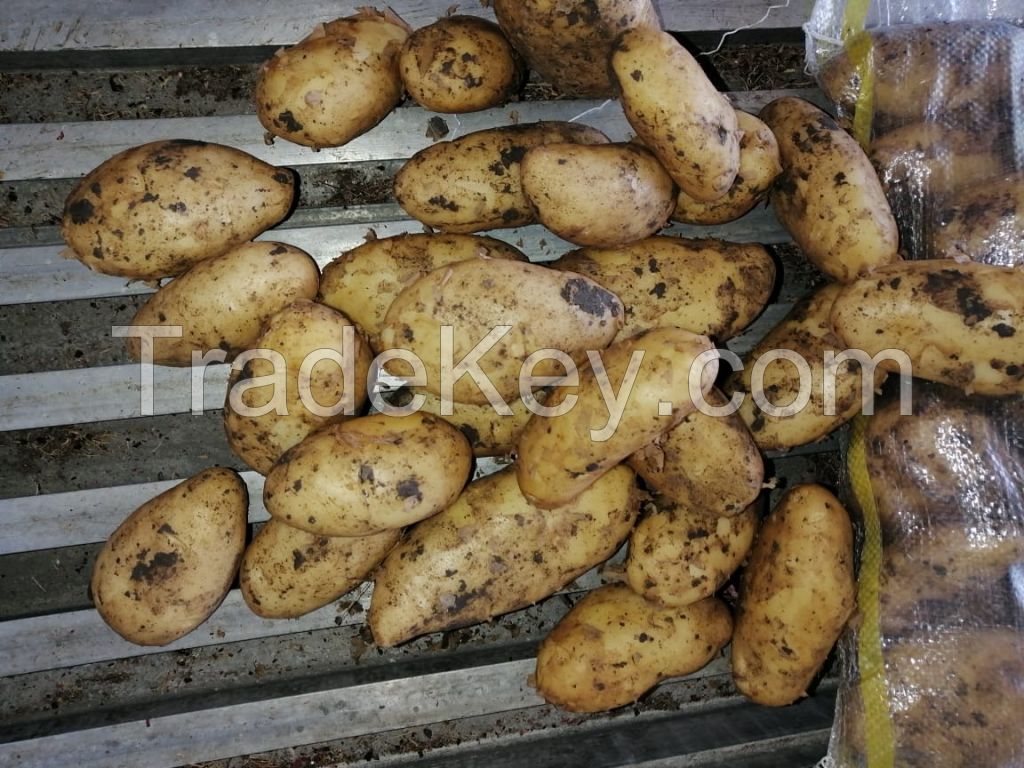 Fresh Potato ( Spunta )