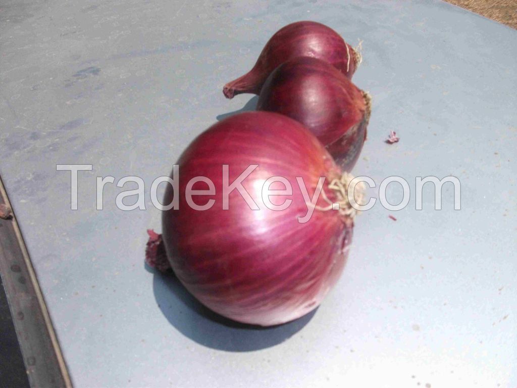 Fresh Red Onion (new crop 2020)