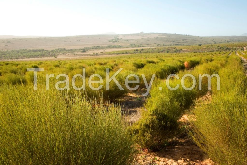 Organic Rooibos and Honeybush Tea