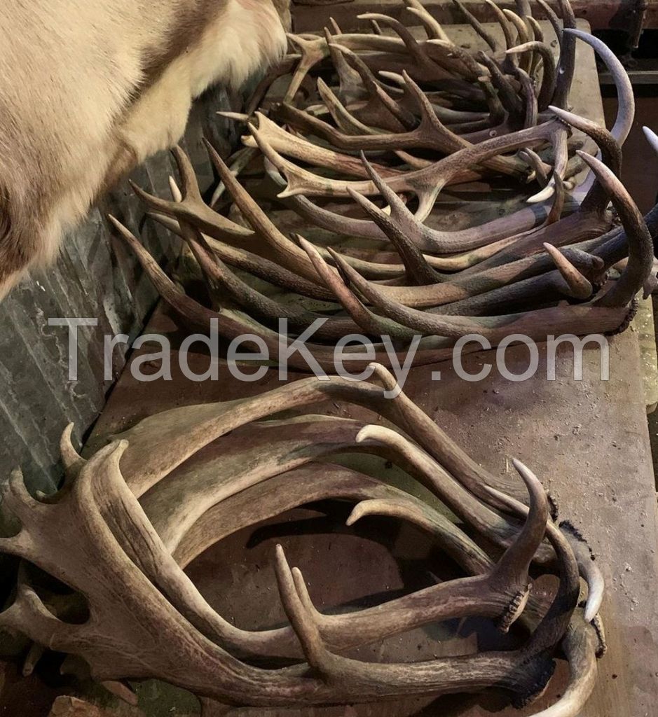 Red Deer Antlers