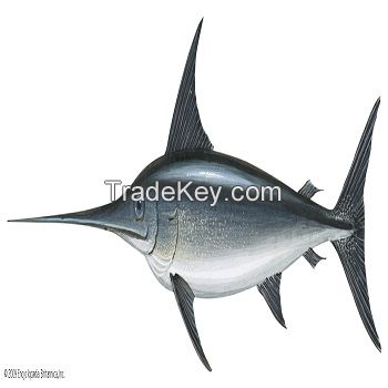 Factory Supply Fresh Sword Fish For Sale