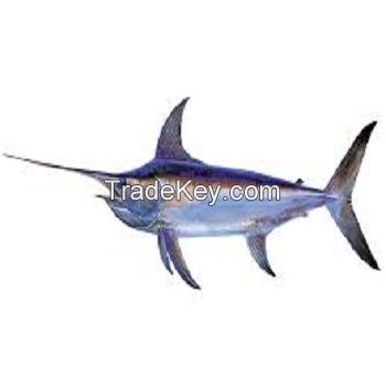 Low Price Frozen Sword Fish For Sale