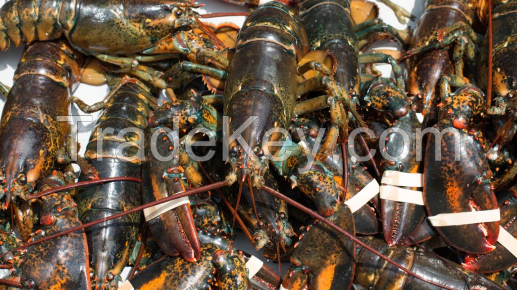 Buy Lobsters Online All Year Round