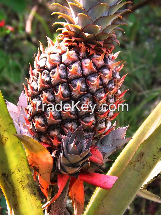 Premium Quality Ugandan Pineapples Bulk Quantity