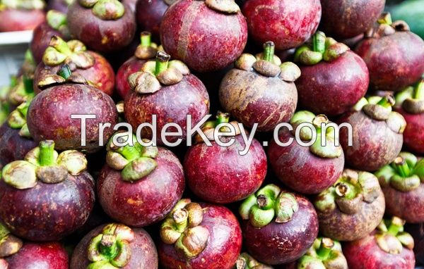 Fresh Mangosteen Fruit From Vietnam