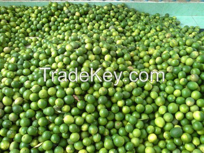 Fresh Seedless Lime (Lemon) 100% Vietnam Origin