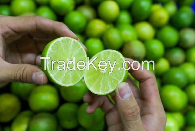 Fresh Seedless Lime (Lemon) 100% Vietnam Origin