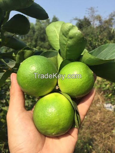 Fresh Seedless Lime (Lemon) 100% Vietnam Origin