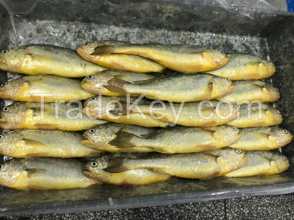 Yellow croaker Whole round