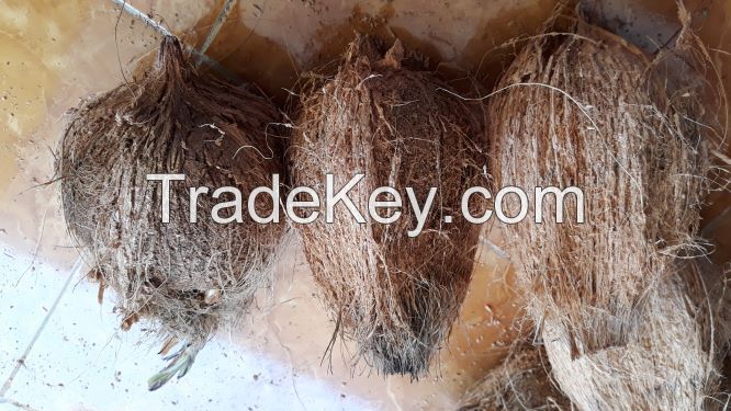 Mature coconut, Semi Husked Mature Coconut Origin Indonesia