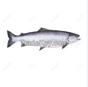 Quality Salmon Fish 