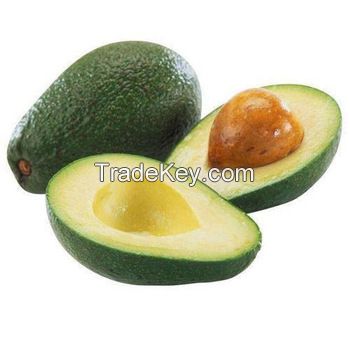 FRESH AVOCADO