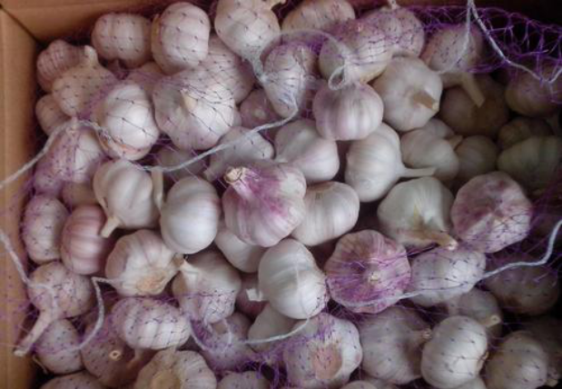Normal Garlic | Fresh Crop | White Garlic