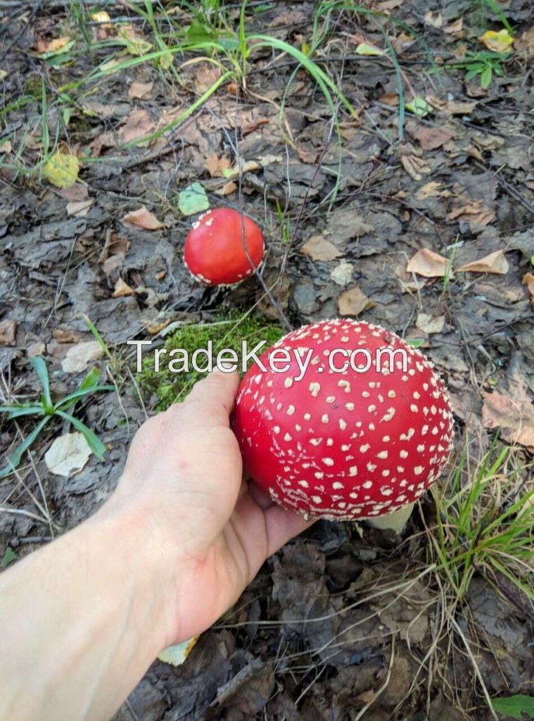 Amanita muscaria (fly agaric)