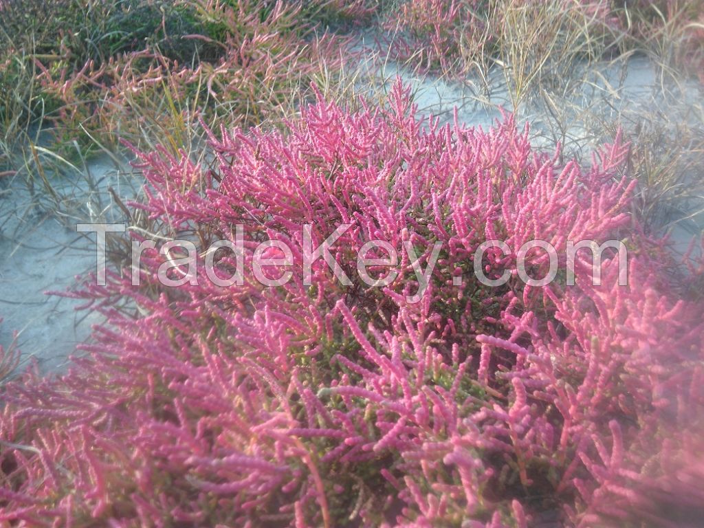 Salicornia Evropia