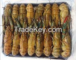 Fresh Redclaw crayfish 