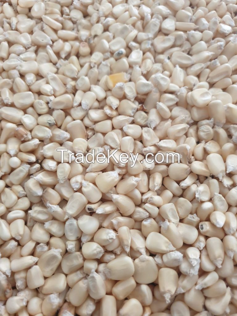 Grade A White Corn / White Maize (non Gmo White Corn)