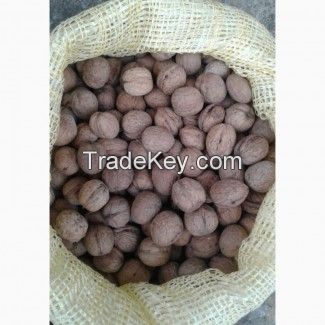 walnuts in shell