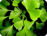 Ginkgo Biloba Extract