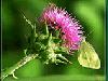 Milk Thistle Extract