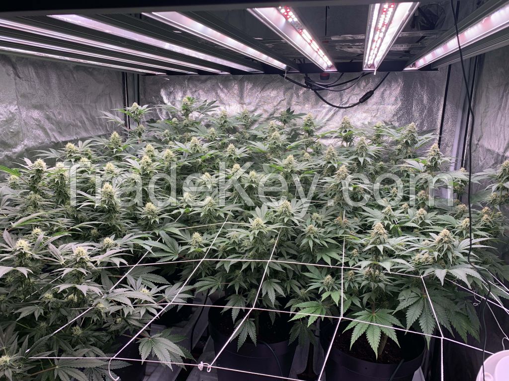 Cannabis LED Grow Lights