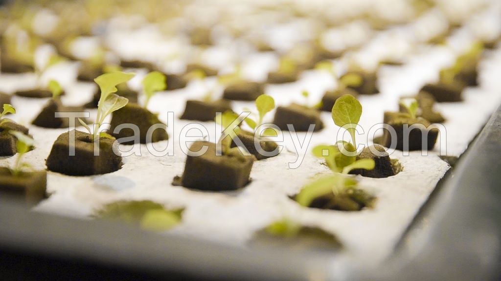 Hydroponic Grow Container