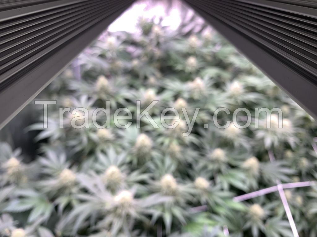 Cannabis LED Grow Lights