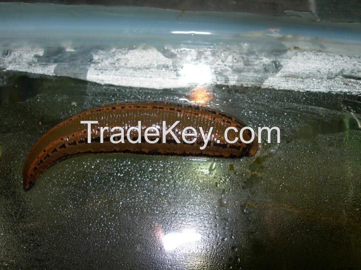 live leeches for Medical  Use