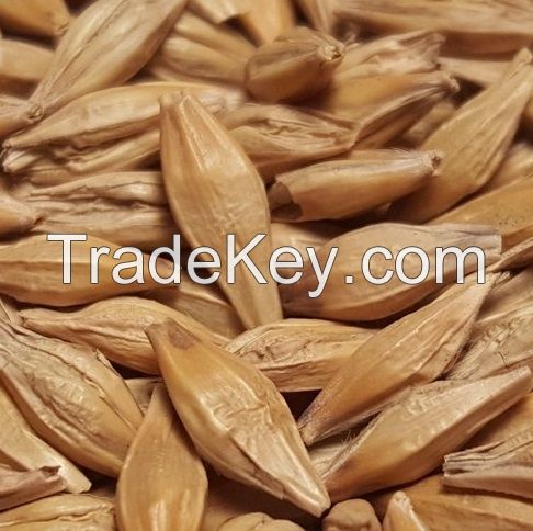 Premium Quality Barley