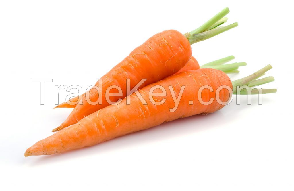 Carrot