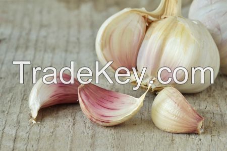 Garlic