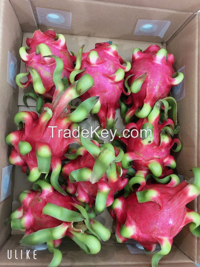 N308 FRESH TROPICAL FRUIT DRAGON FRUIT FROM VIET NAM