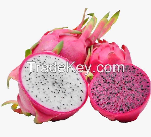 N308 FRESH TROPICAL FRUIT DRAGON FRUIT FROM VIET NAM