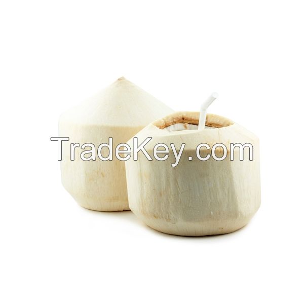 ORGANIC FRUIT FRESH TROPICAL FRUIT IN VIET NAM FRESH YOUNG COCONUT 