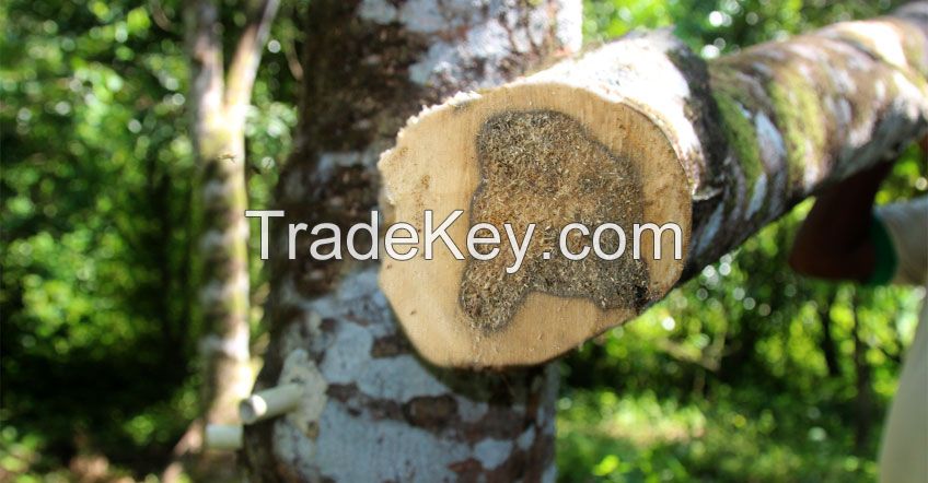 Agarwood chips