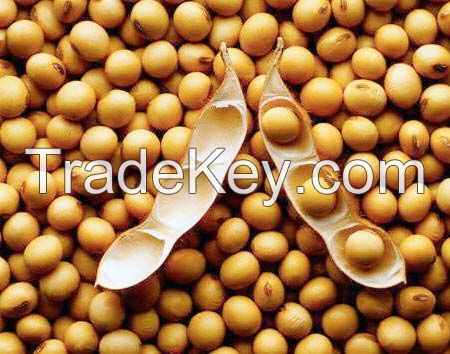 Non-GMO soybeans crop 2019